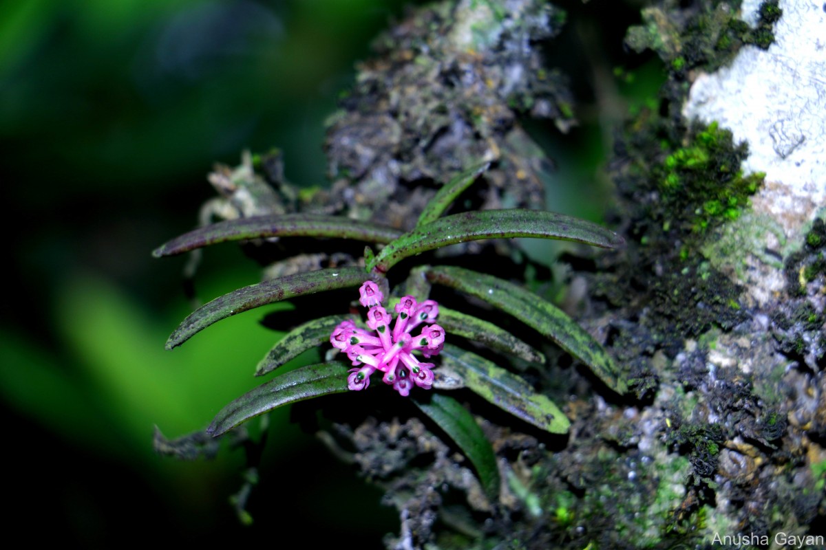 Robiquetia rosea (Lindl.) Garay